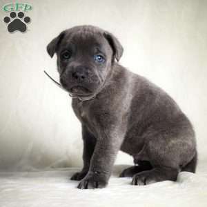 Eclipse, Cane Corso Puppy